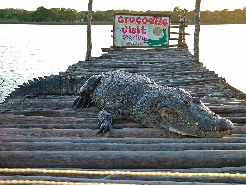Crocodile at Lake Coba.  Photo by Megan Porter