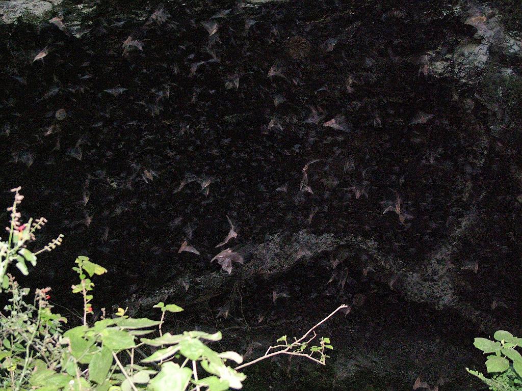 Volcan de Los Murcielagos as the bat flight started.  The bats can be seen as the many blurred objects.  Photo by Megan Porter