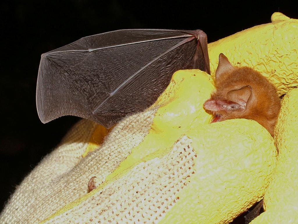One of the many bats captured at Volcan de Los Murcielagos.  The bats were checked for parasites for Katherina Dittmars research on bat flies.  Photo by Megan Porter
