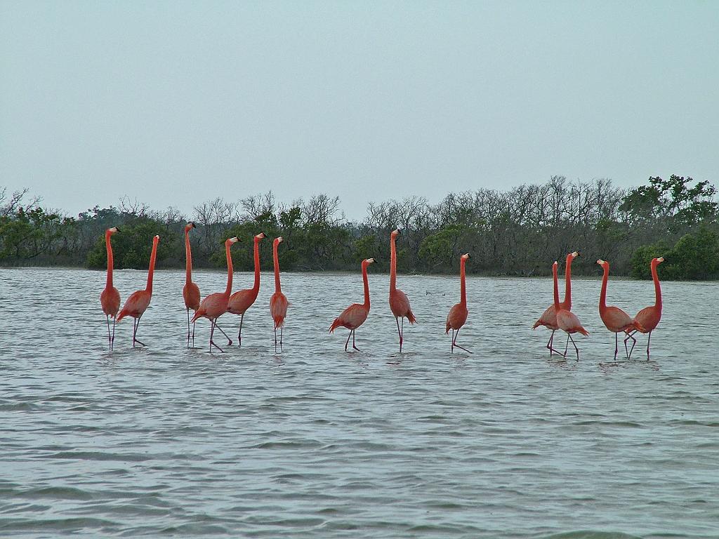 Flamingos seen on the boat tour outside of Ria Largartos.  Photo by Megan Porter
