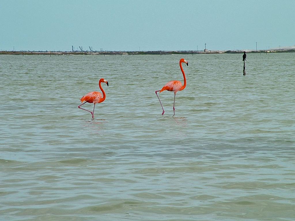 Flamingos seen on the boat tour outside of Ria Largartos.  Photo by Megan Porter