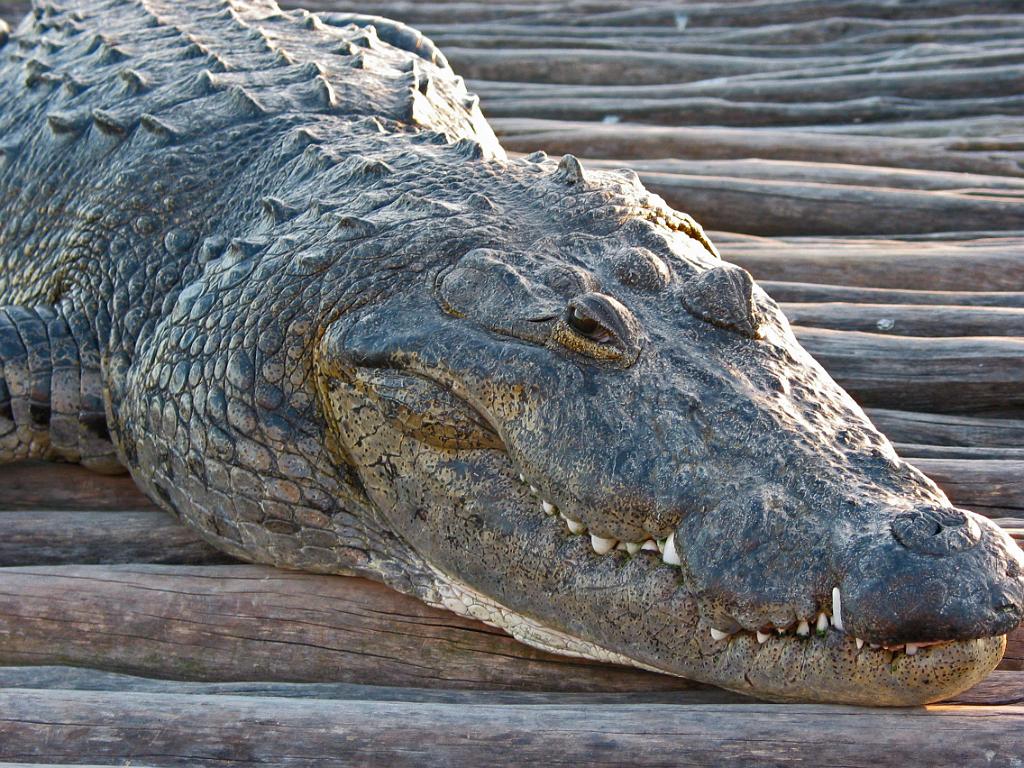 Crocodile at Lake Coba.