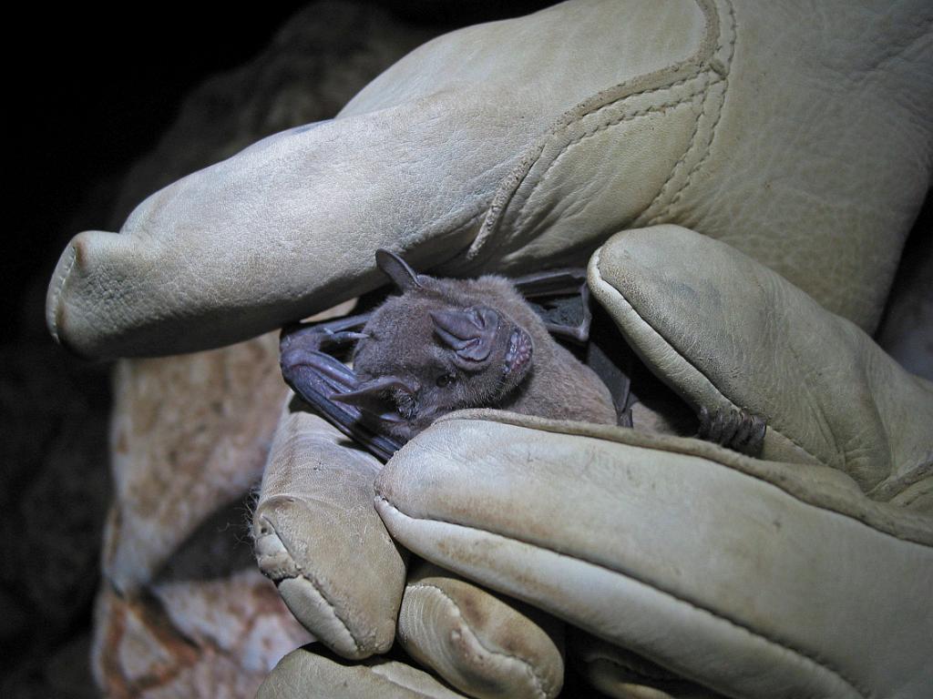 Fruit bat captured at Grutas de Xkalumkin