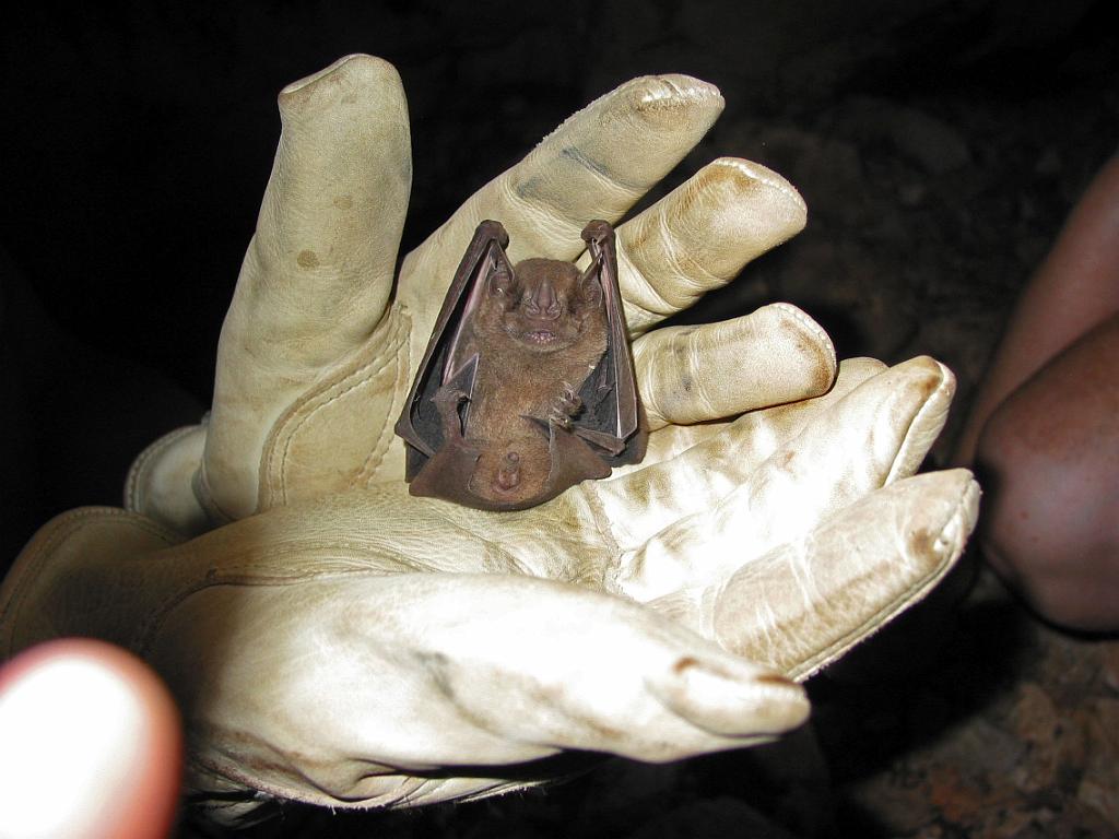 Fruit bat captured at Grutas de Xkalumkin