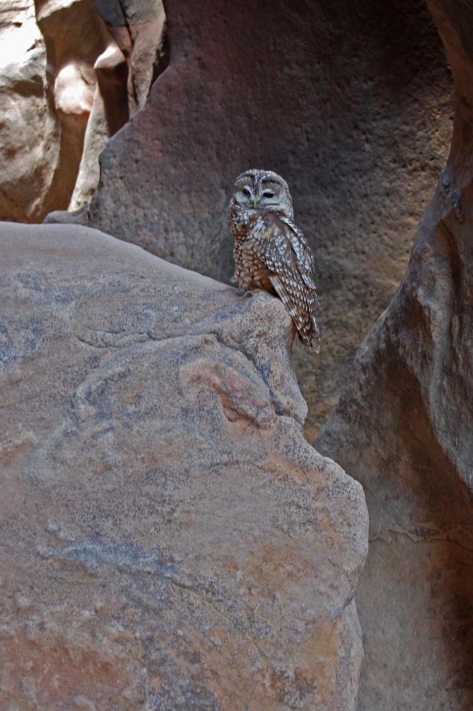 Owl at the start of Pine Creek Canyon
