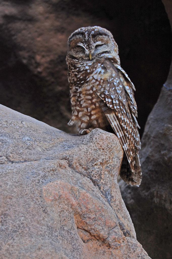 Owl at the start of Pine Creek Canyon.  He didn't seem to mind photo as he returned to his sleeping with me about 4 ft away!