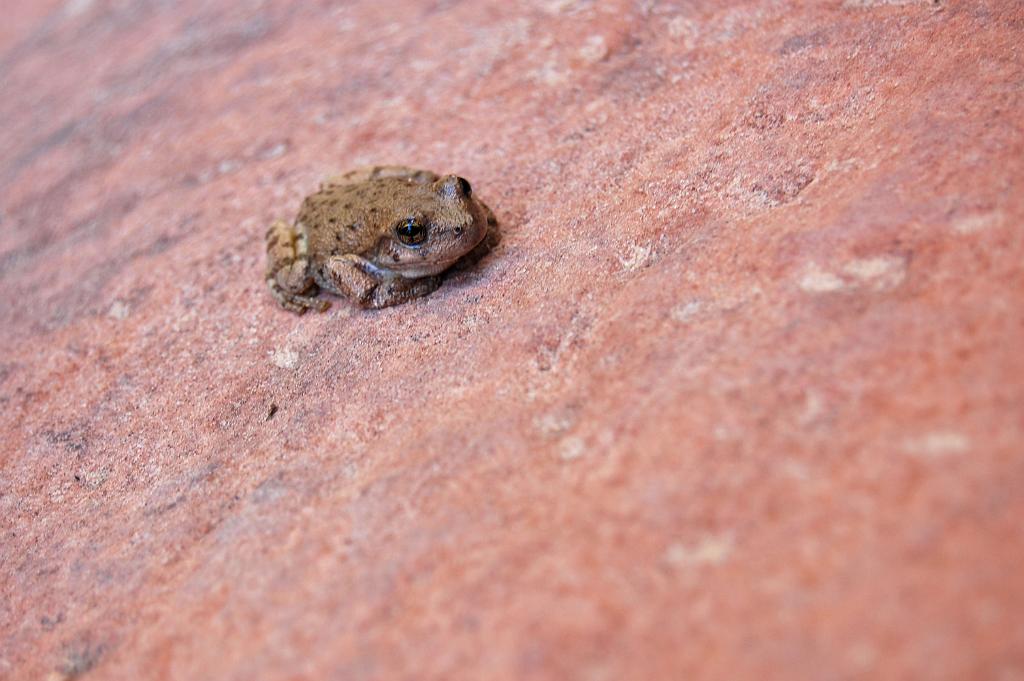 The frog seen exiting Pine Creek Canyon.