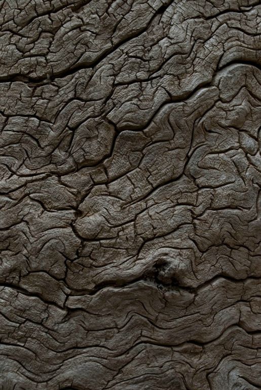 Closeup of log's texture