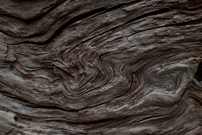 Closeup of log's texture