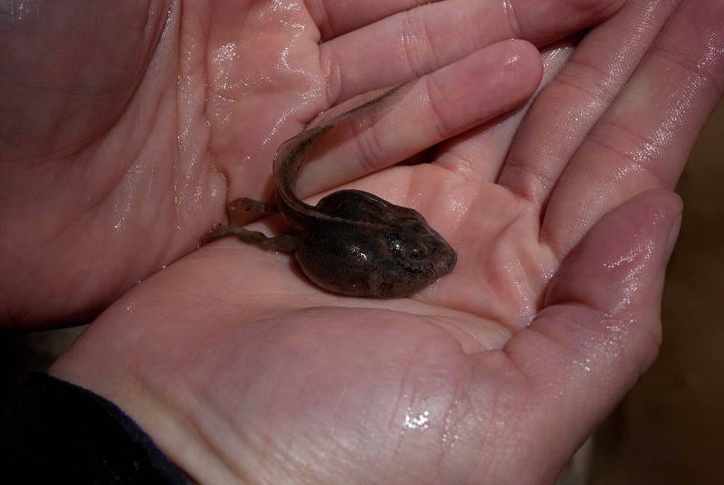 Tadpole found at the start of Pine Creek.