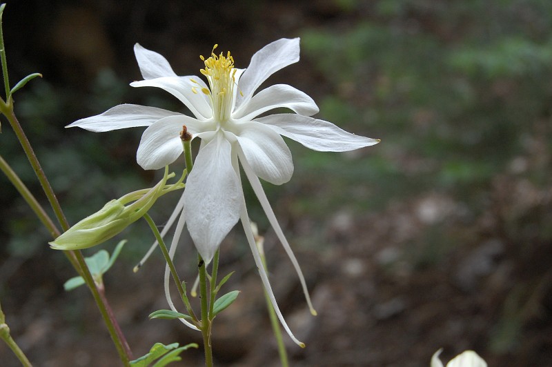 A flowering columbine.  Photo by Janel Macy.